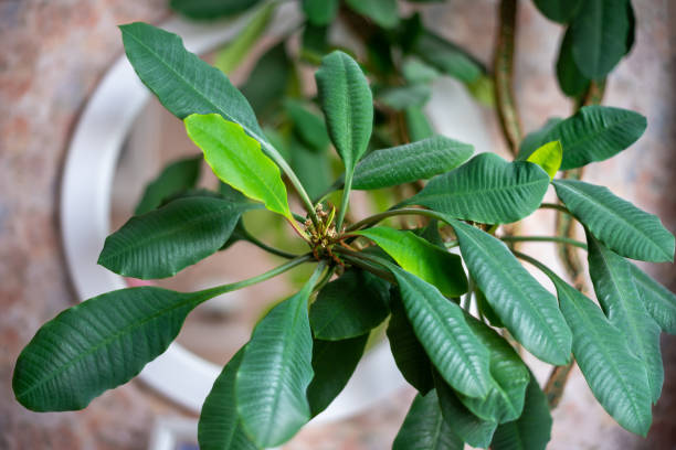 green leaves of the houseplant euphorbia leuconeura, background. - euphorbiaceae imagens e fotografias de stock