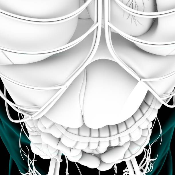 istock Stomach Anatomy Human Digestive System For Medical Concept 3D Rendering 1312178460