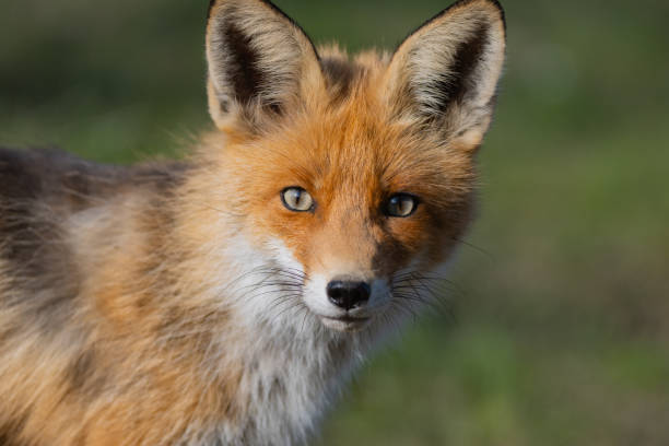 istock Portrait of a red fox Vulpes vulpes on a green background 1312178626