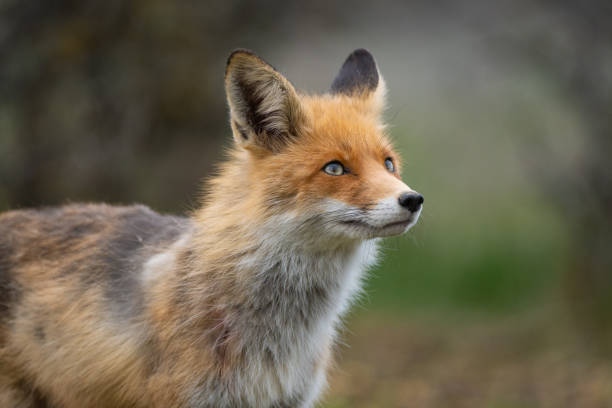 istock Red fox Vulpes vulpes in the wild 1312178706