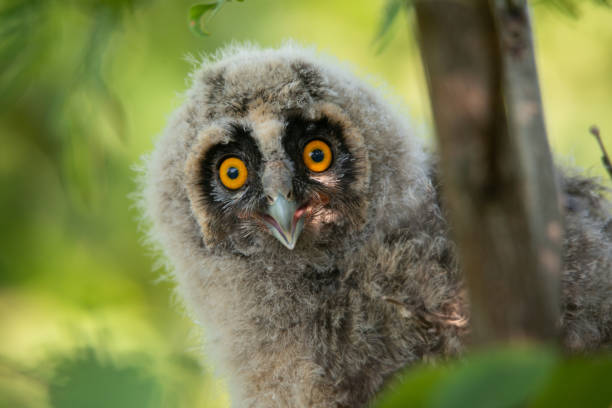 istock Long-eared Owl Asio otus - owlet closeup portrait 1312178741