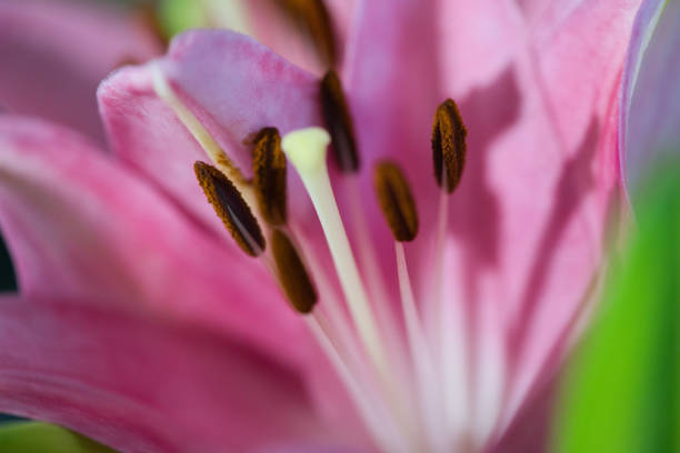 A macro shot of a beautiful oriental lily