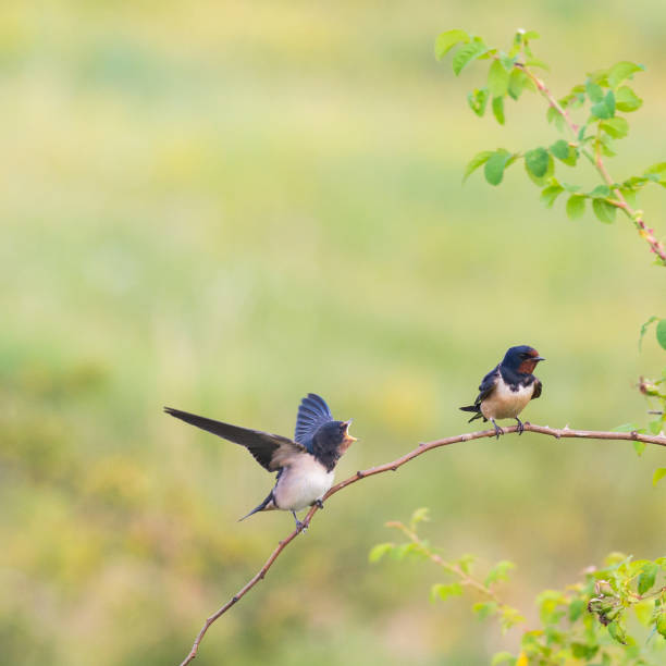 istock Bird Barn Swallow Hirundo rustica in flight 1312179271