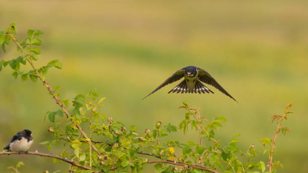 istock Bird Barn Swallow Hirundo rustica in flight 1312179273