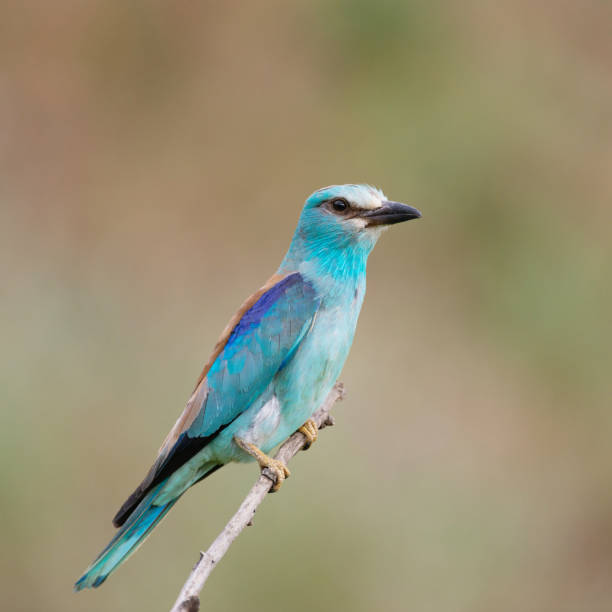 istock A European Roller Coracias Garrulus bird portrait 1312179306