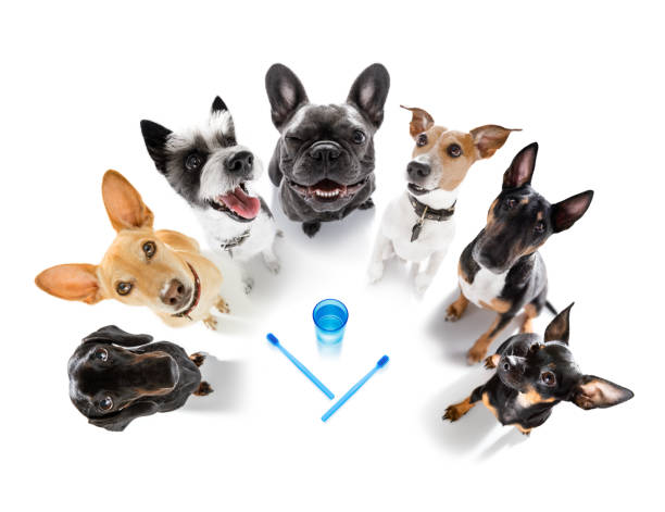 istock dog  at the dentist 1312179570