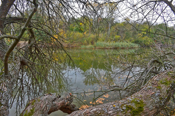 istock Autumn cold river in the forest 1312179654
