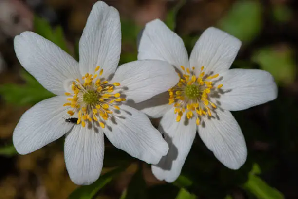 Close-up flower of wood anemone (Anemone nemorosa), early-spring flowering plant in the buttercup family Ranunculaceae, native to Europe