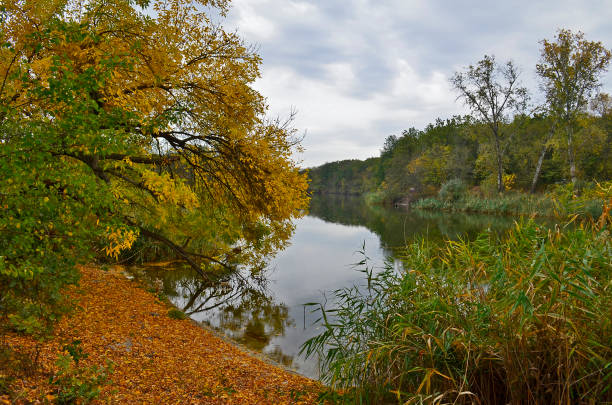istock Autumn cold river in the forest 1312180386