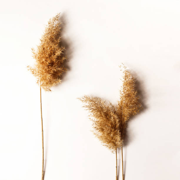 istock Dry grass. Common reed on a white background. Copy space. Minimal, styled concept for bloggers. Autumn still life. 1312180536
