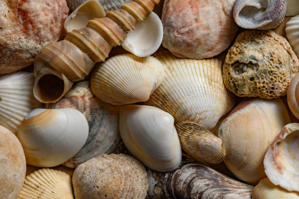 istock Seashells of various shapes and types. Background 1312180581