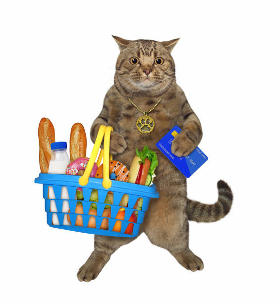 istock Cat holds shopping basket with food 1312180614
