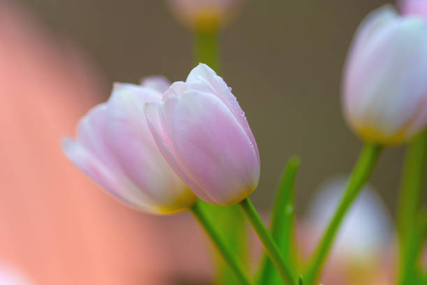 Tulips in garden
