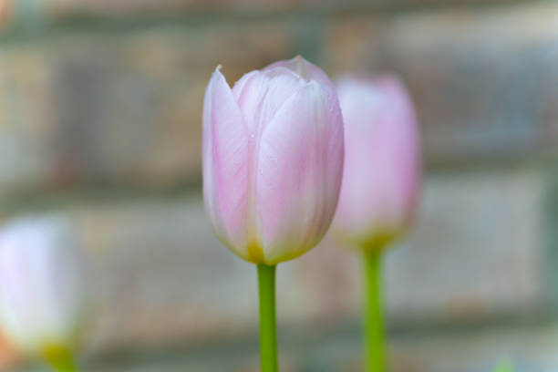 Beautiful Spring Tulips-Howard County, Indiana