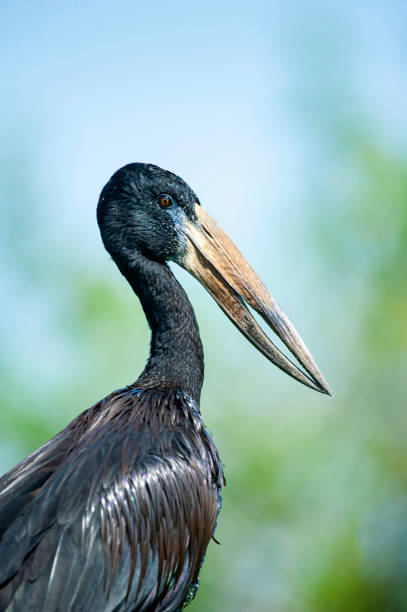 Closeup of an African Openbill Stork Closeup of an African Openbill Stork (Anastomus lamelligerus). SHOT IN WILDLIFE at Lake Manze, Selous Game Reserve, Tanzania. african openbill anastomus lamelligerus stock pictures, royalty-free photos & images