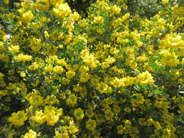 istock Coronilla Valentina s 2021_04 1312181655