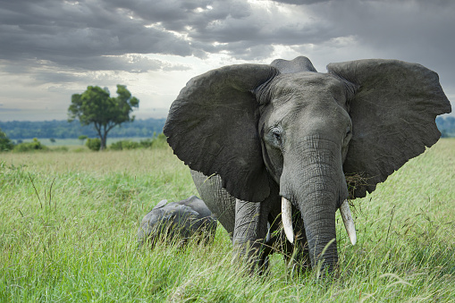 A female Elephant with her baby in the plains of Masai Mara. Shot in wildlife in Masai Mara National Park, Kenya.