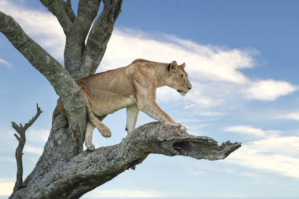 Portrait of an African lioness (Panthera leo)