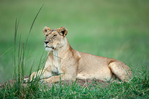 single lioness on her morning walk in yellow grass