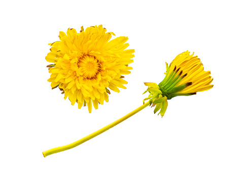 Taraxacum yellow flower dandelion isolated on white