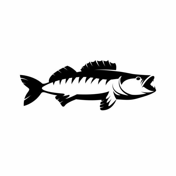 Zander fish logo Walleye / Zander fish logo. Walleye fish fishing emblem for sport club. Walleye fishing background theme vector illustration. fish salmon silhouette fishing stock illustrations