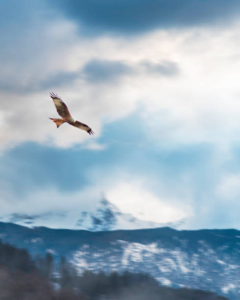 istock Red Kite in flight in front of mountains 1312184948