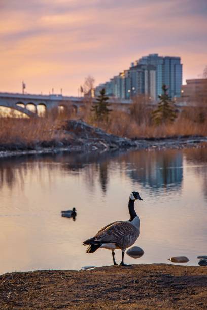 istock Goose Hanging Out By The Lake At Sunrise 1312185155