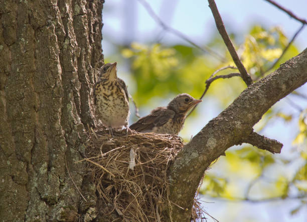 istock fieldfare thrush chicks(Turdus pilaris)  in the nest 1312185376