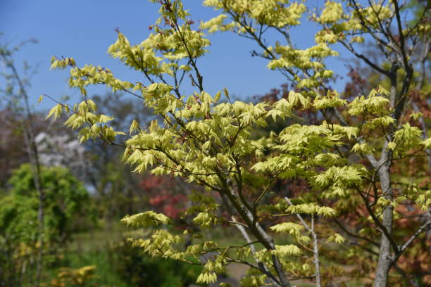 liście i kwiaty różnego rodzaju "klon japoński" - maple japanese maple leaf autumn zdjęcia i obrazy z banku zdjęć