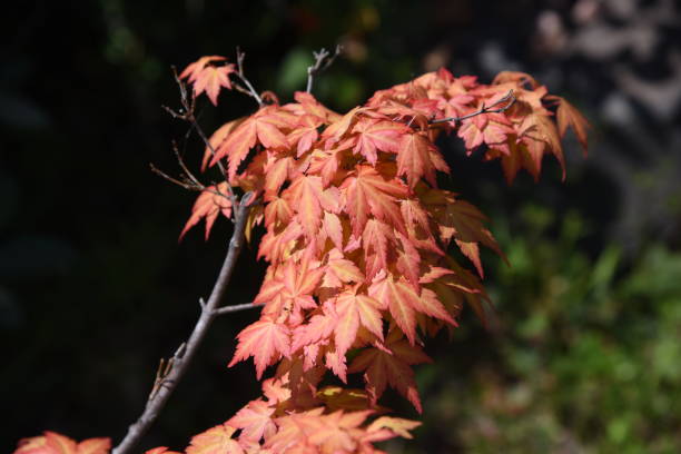 liście i kwiaty różnego rodzaju "klon japoński" - maple japanese maple leaf autumn zdjęcia i obrazy z banku zdjęć