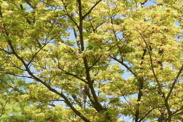 liście i kwiaty różnego rodzaju "klon japoński" - maple japanese maple leaf autumn zdjęcia i obrazy z banku zdjęć