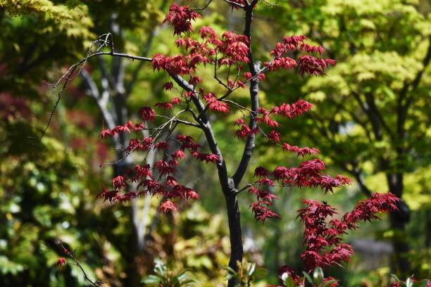 liście i kwiaty różnego rodzaju "klon japoński" - maple japanese maple leaf autumn zdjęcia i obrazy z banku zdjęć