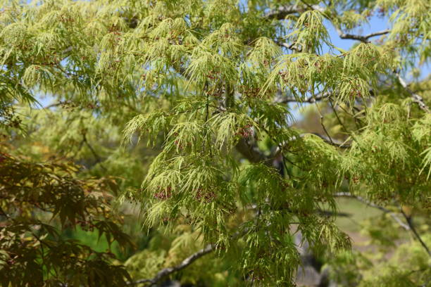 liście i kwiaty różnego rodzaju "klon japoński" - maple japanese maple leaf autumn zdjęcia i obrazy z banku zdjęć