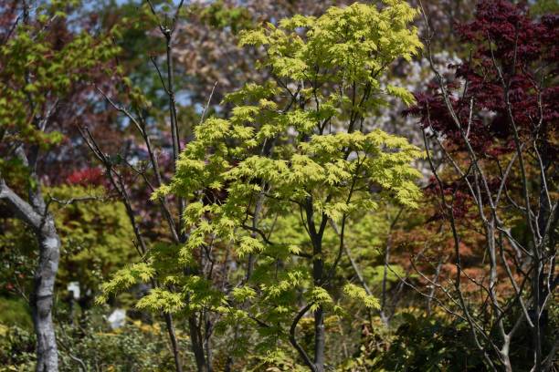 liście i kwiaty różnego rodzaju "klon japoński" - maple japanese maple leaf autumn zdjęcia i obrazy z banku zdjęć