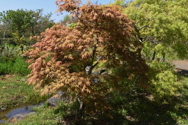 liście i kwiaty różnego rodzaju "klon japoński" - maple japanese maple leaf autumn zdjęcia i obrazy z banku zdjęć