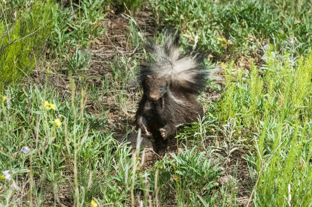istock Patagonian skunk 1312186396