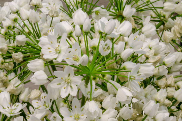 istock Flowers six white petals 1312186846