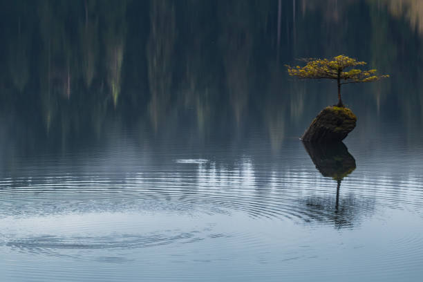 istock Little Tree At Fairy Lake 1312186980