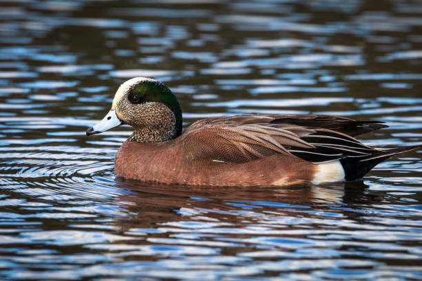 우드 덕 - american wigeon 뉴스 사진 이미지