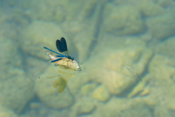 istock blue Dragonfly with open wings surfing on leaf in a clear water river with stones on ground 1312187799