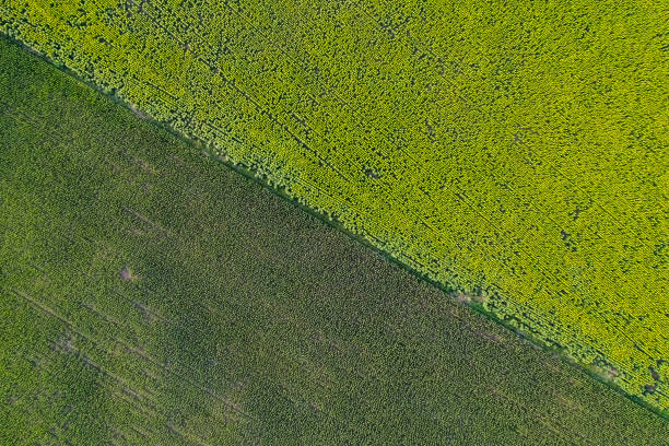 istock Agricultural production 1312188284