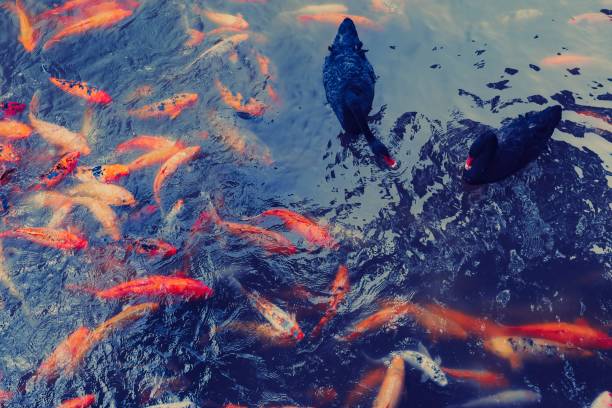 Black swan and koi carp group in the pond.