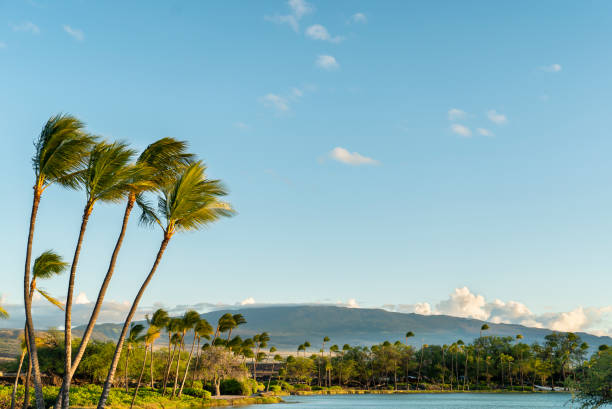 hawái isla grande mauna loa volcán y altas palmeras fondo - isla grande de hawai islas de hawai fotografías e imágenes de stock