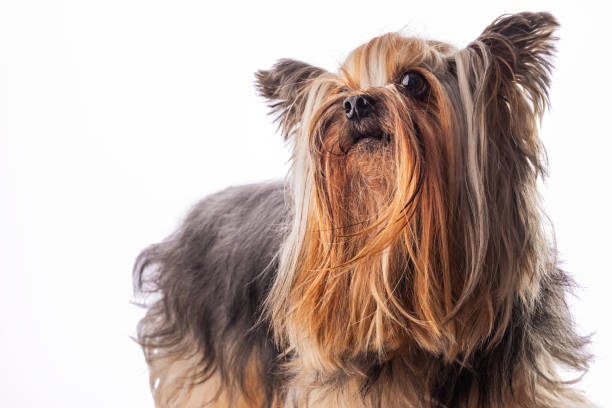 istock Yorkshire terrier cute puppy, dog isolated on white 1312190915