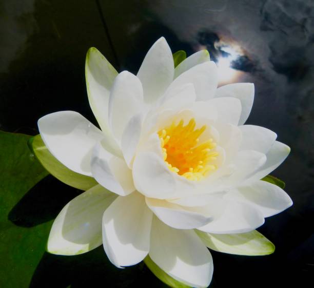 istock Lily of the lake 1312191690