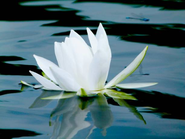istock Water lily and dragonfly 1312191739