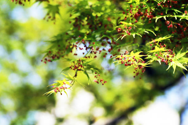 Japanese maple with green new leaves and tiny red flowers