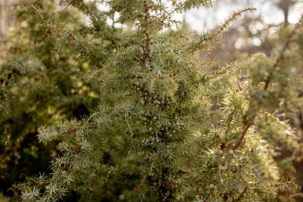 Dwarf Japanese garden juniper - Latin name - Juniperus procumbens Nana Dwarf Japanese garden juniper - Latin name - Juniperus procumbens Nana. juniperus procumbens stock pictures, royalty-free photos & images