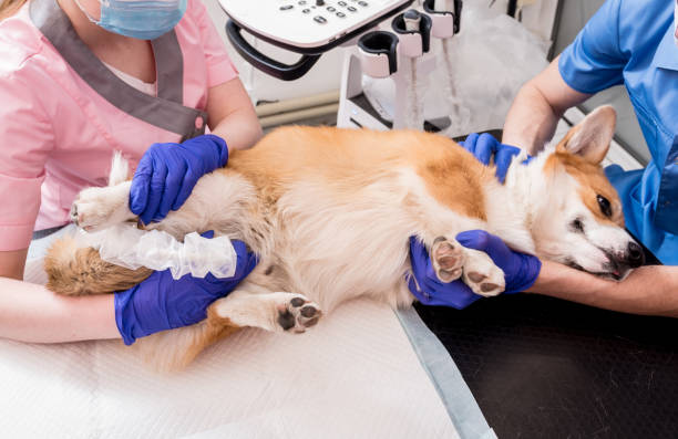 istock Veterinarian team examines the Corgi dog using ultrasound 1312193594