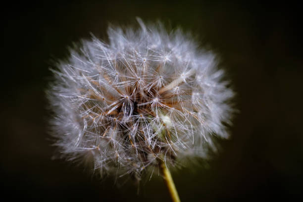 istock macro photo of dandelion 1312193963